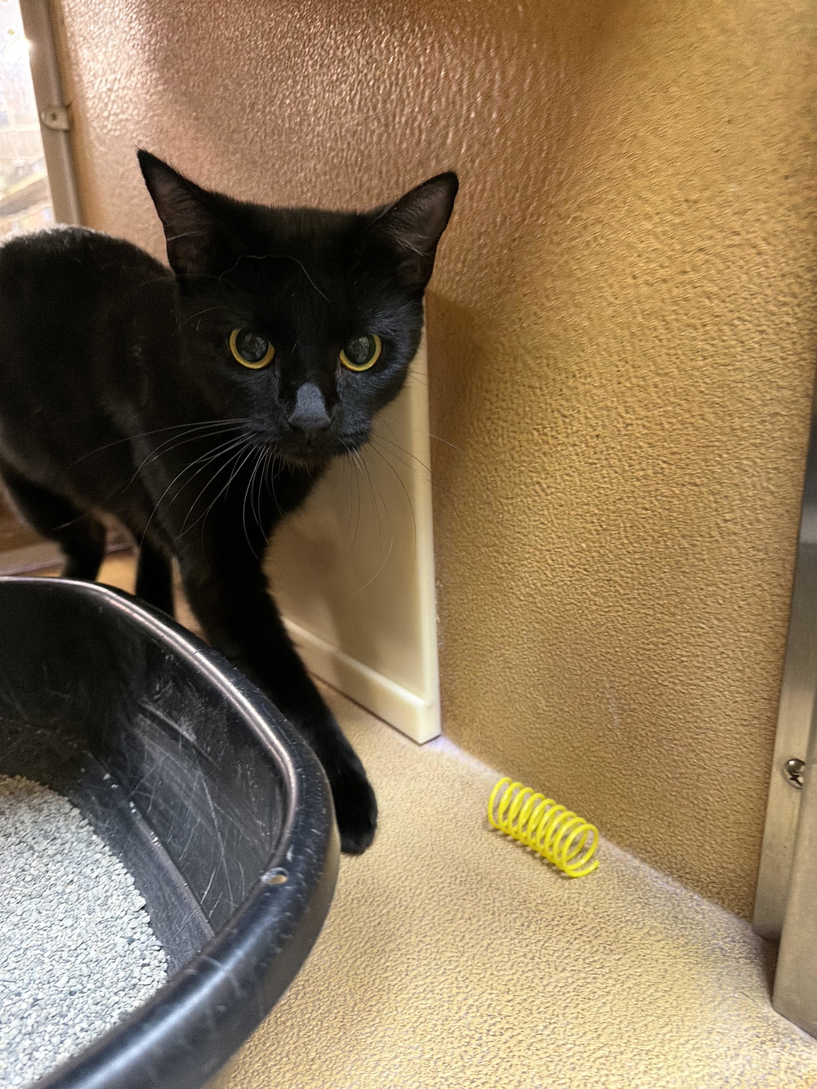 Paula  Domestic Short Hair (short coat) Female