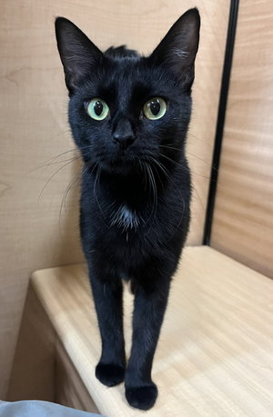 Paula, an adult female cat up for adoption