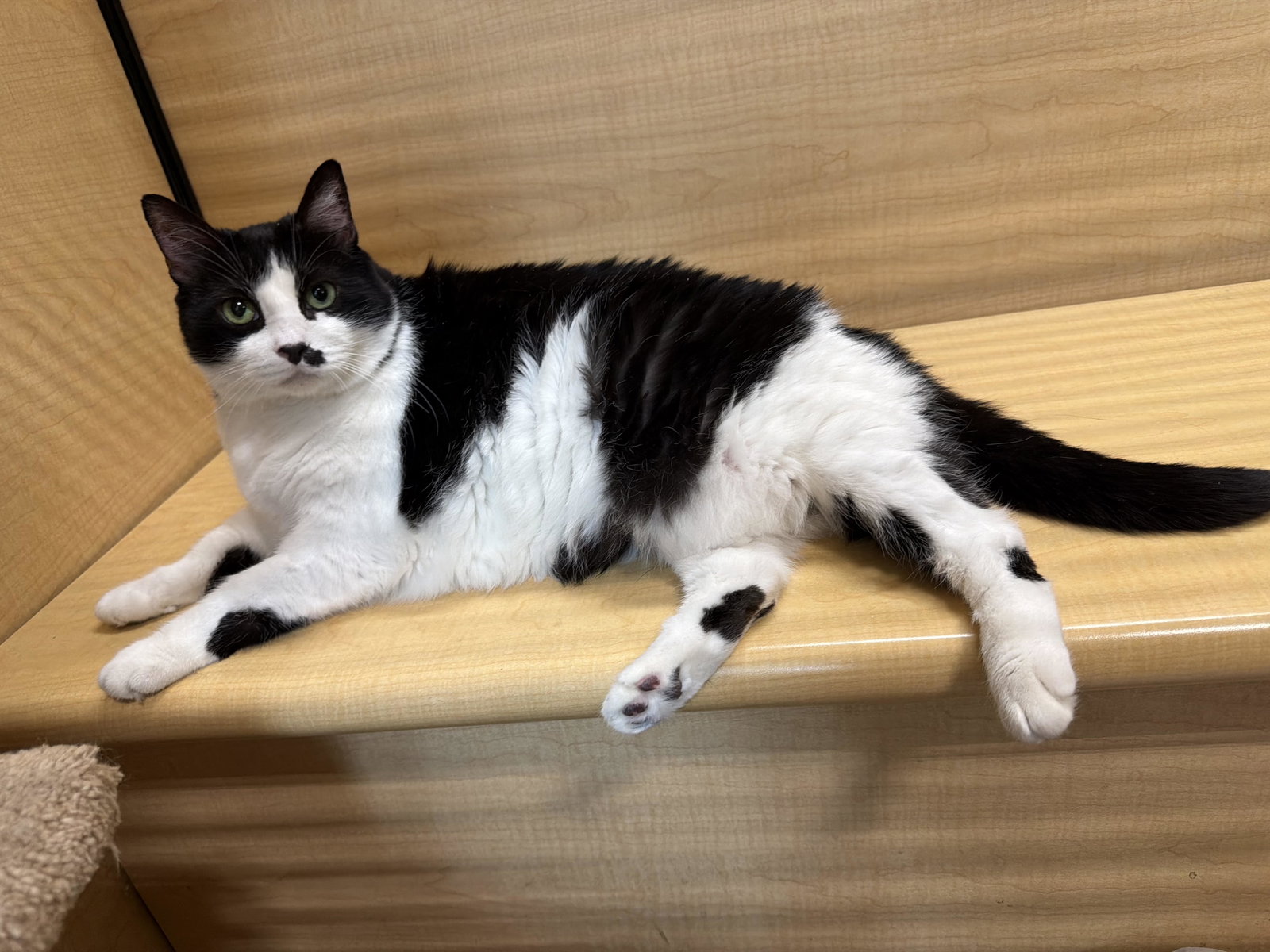 Haley  Domestic Short Hair (short coat) Female