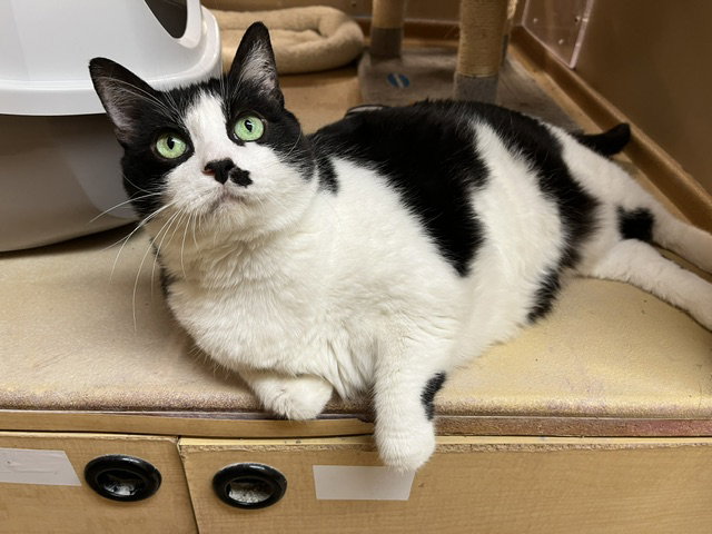 Haley  Domestic Short Hair (short coat) Female