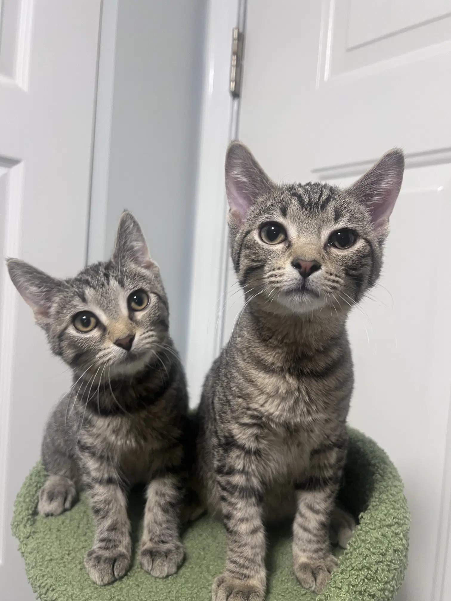 Maya And Kuzco Bonded Pair - Domestic Short Hair
