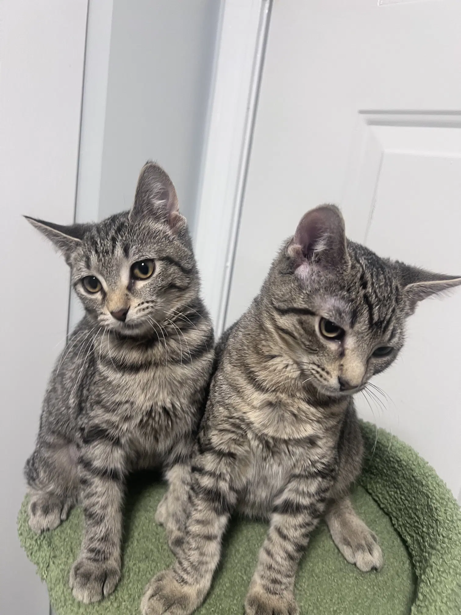 Maya And Kuzco Bonded Pair image 2