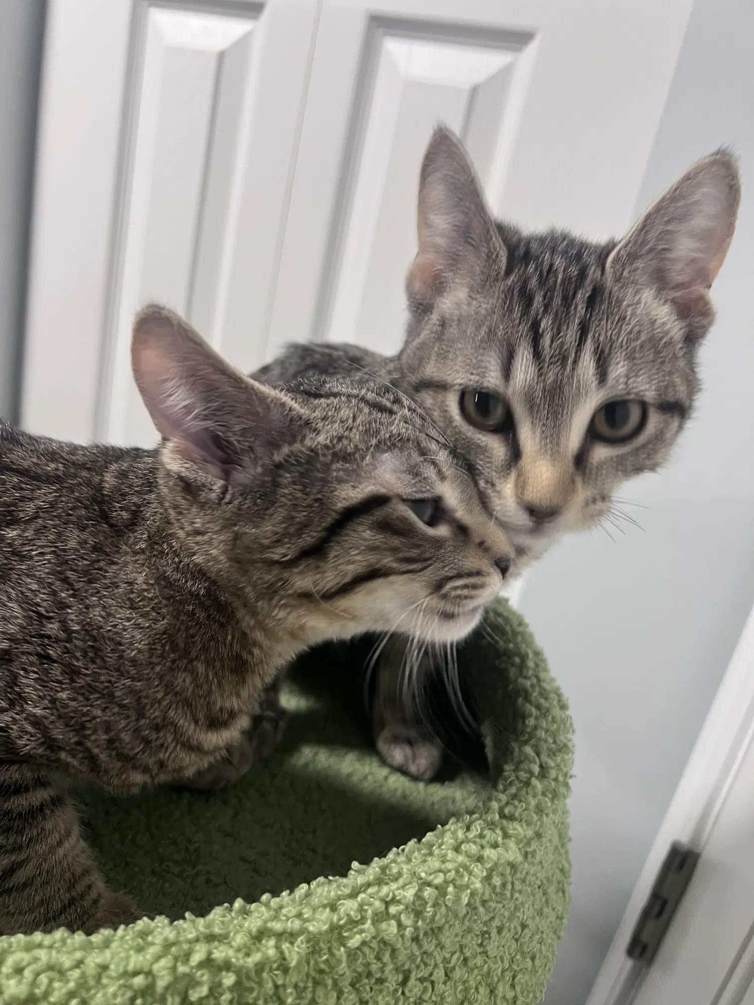 Maya And Kuzco Bonded Pair image 3