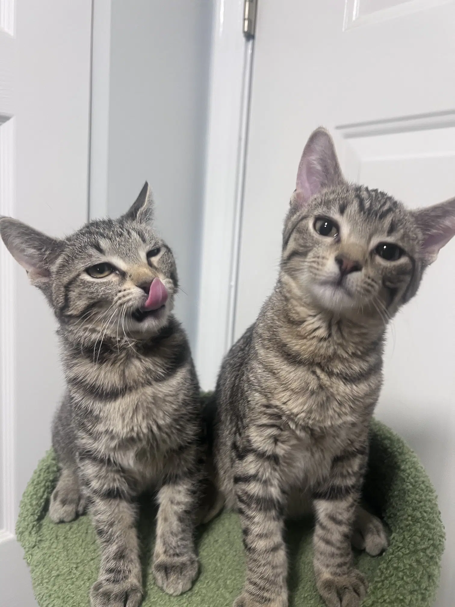 Maya And Kuzco Bonded Pair image 4