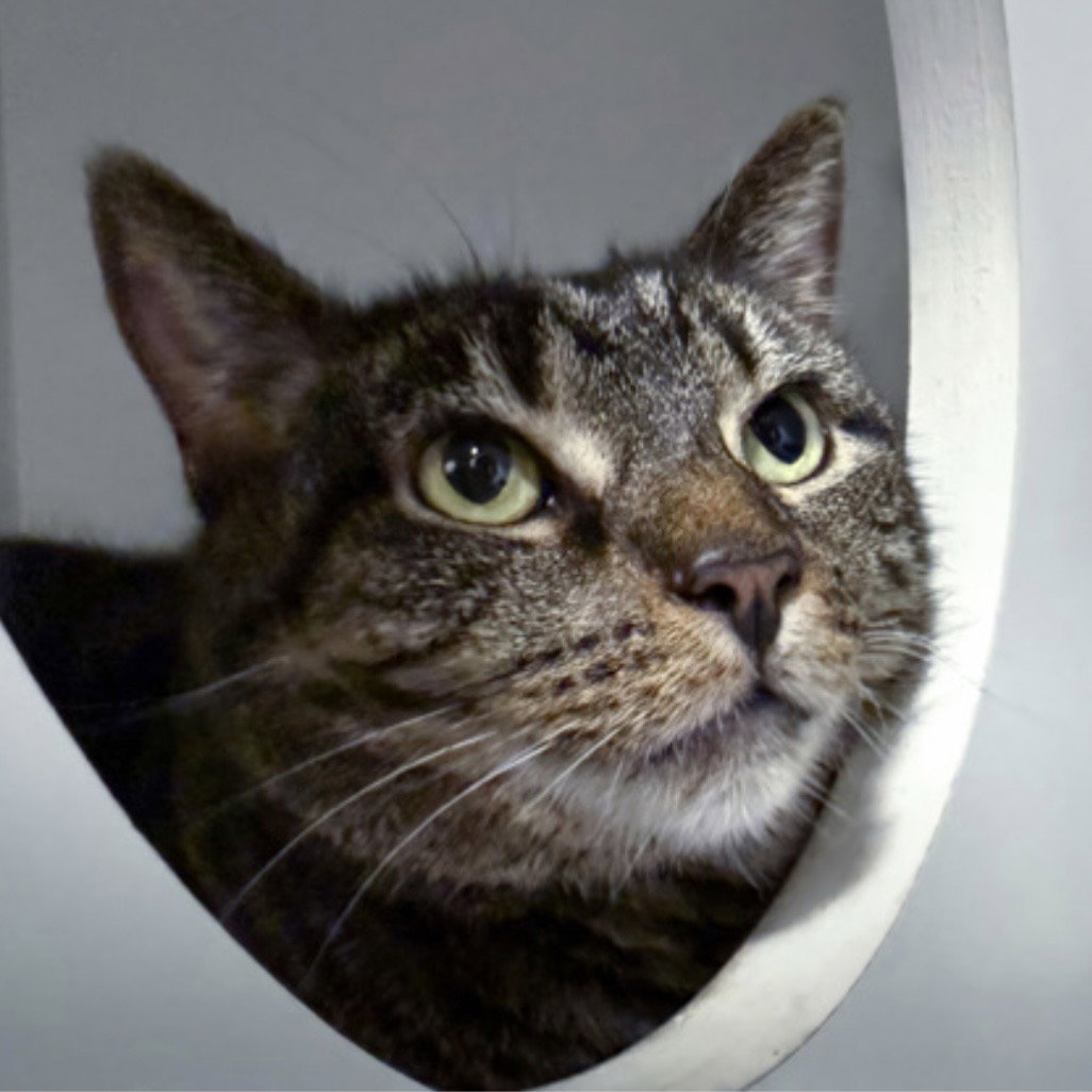 Sashi  Domestic Short Hair (short coat) Female