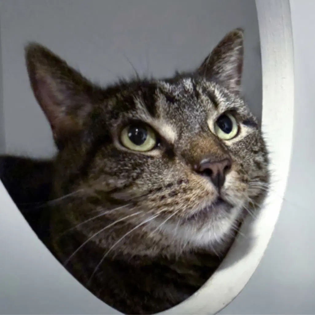 Sashi - Domestic Short Hair