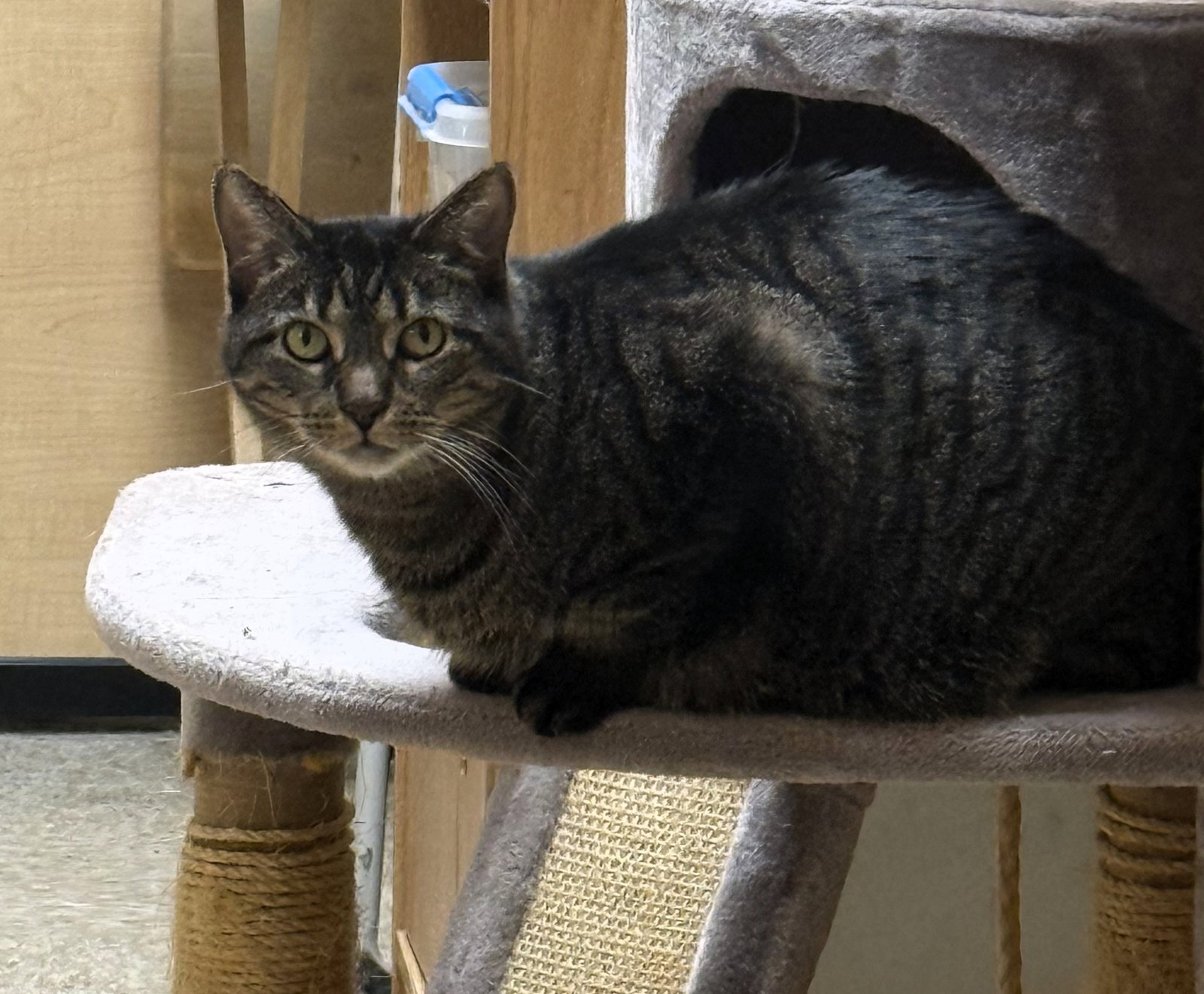 Sashi  Domestic Short Hair (short coat) Female