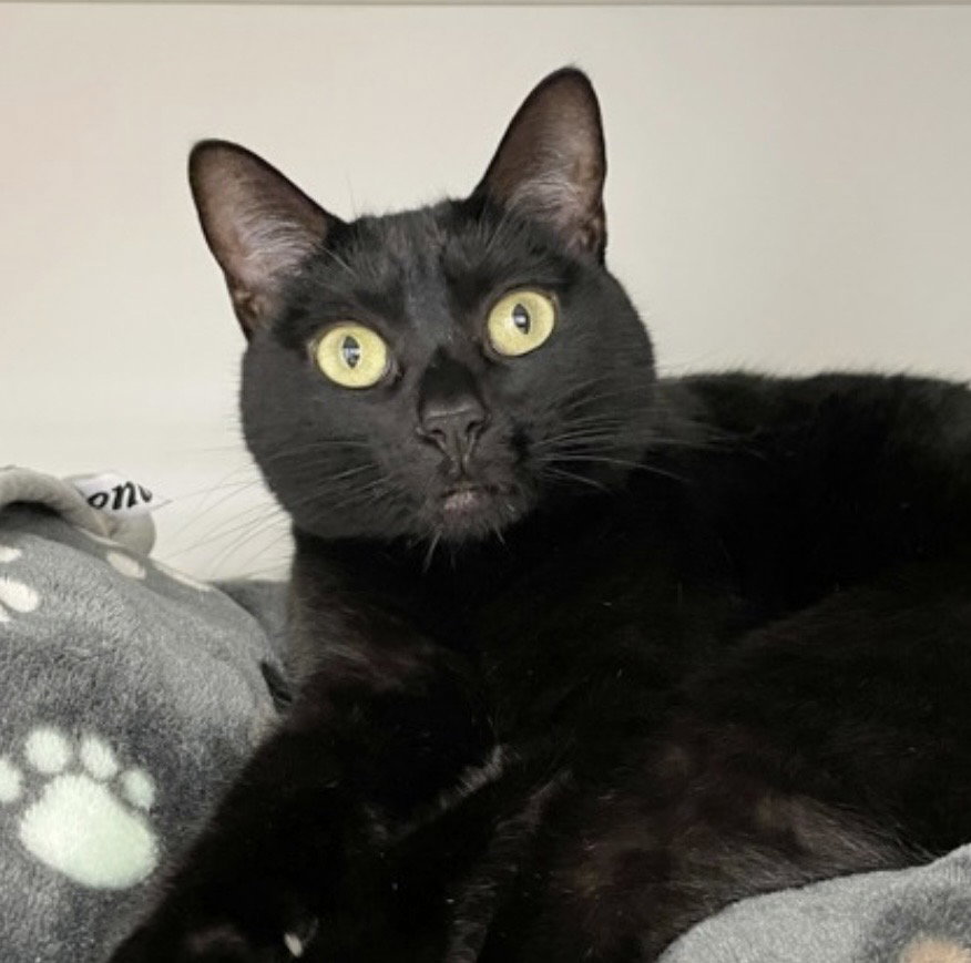 Birdy Lew  Domestic Short Hair (short coat) Female