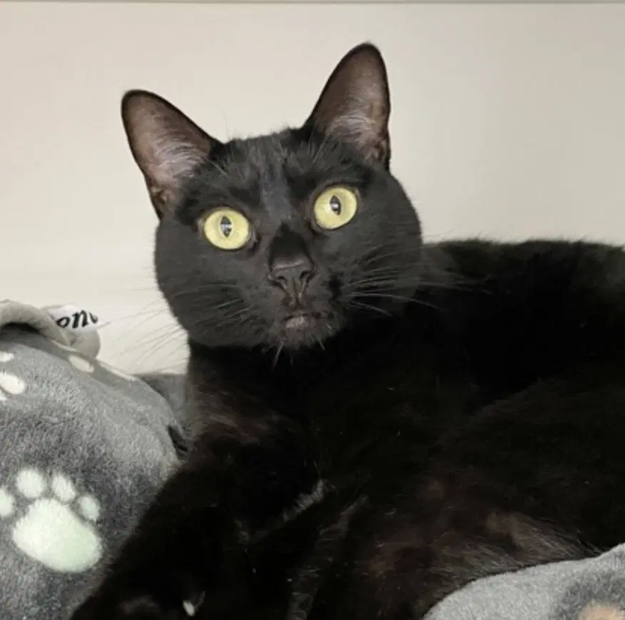 Birdy Lew - Domestic Short Hair