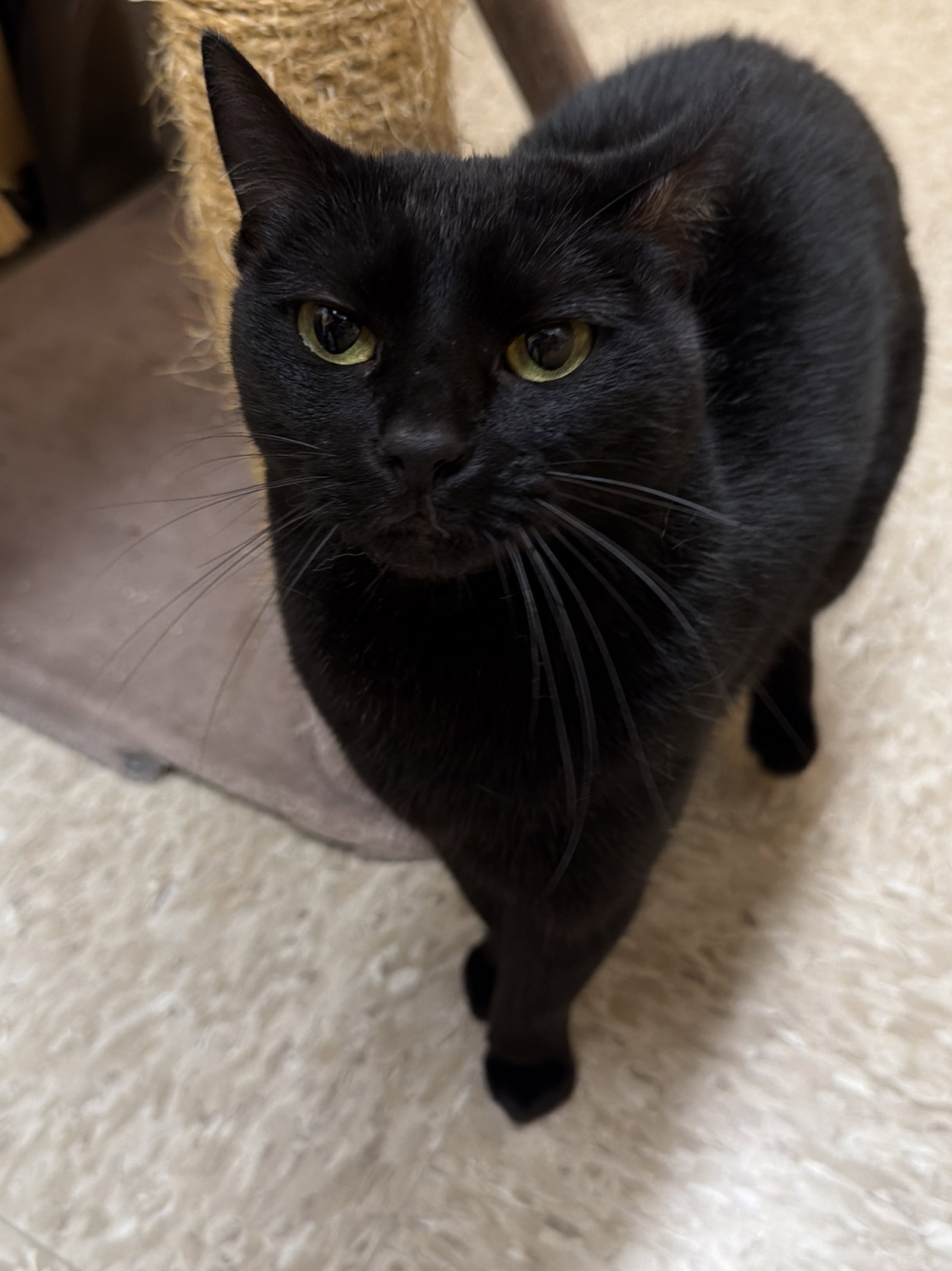 Birdy Lew  Domestic Short Hair (short coat) Female