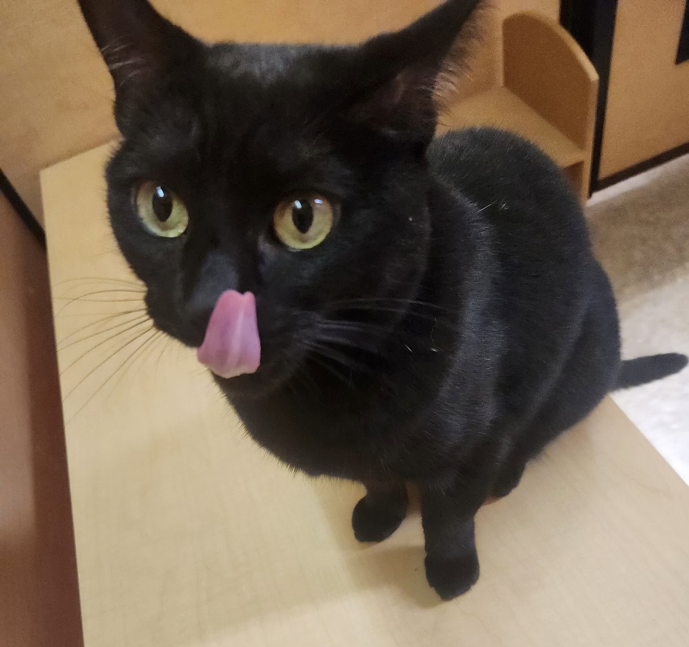 Floyd  Domestic Short Hair (short coat) Male