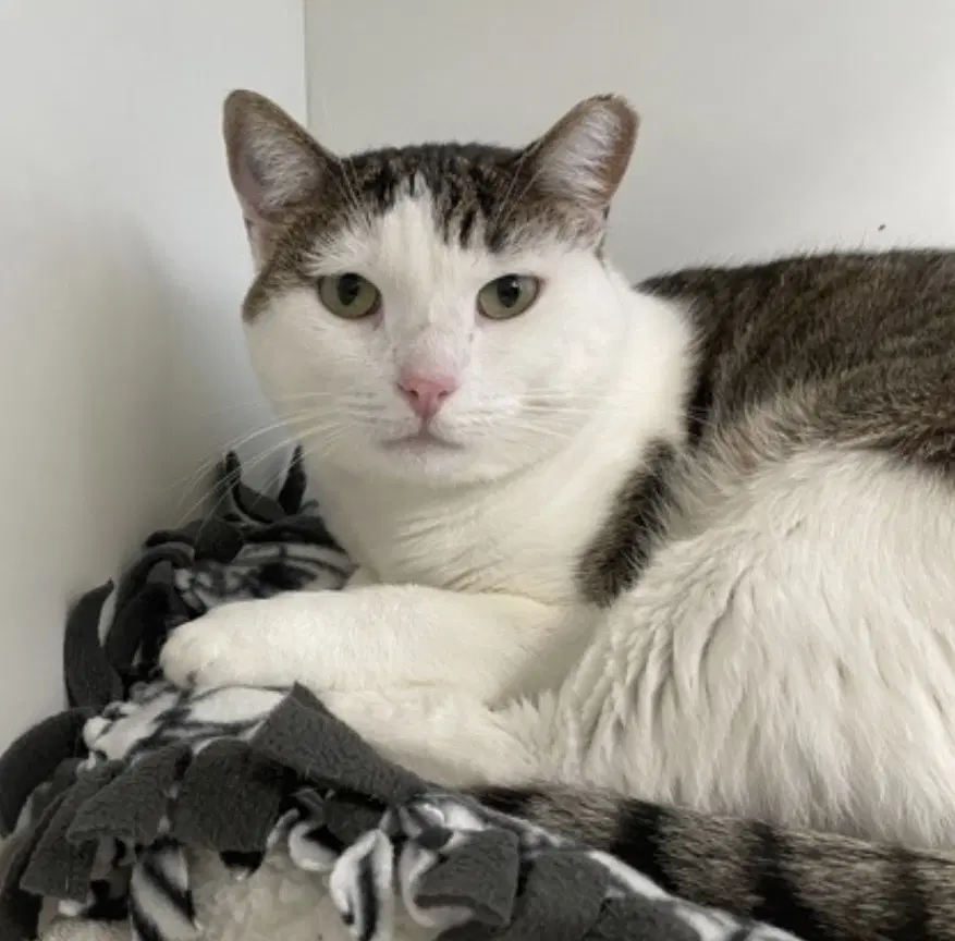 Lucy - Domestic Short Hair