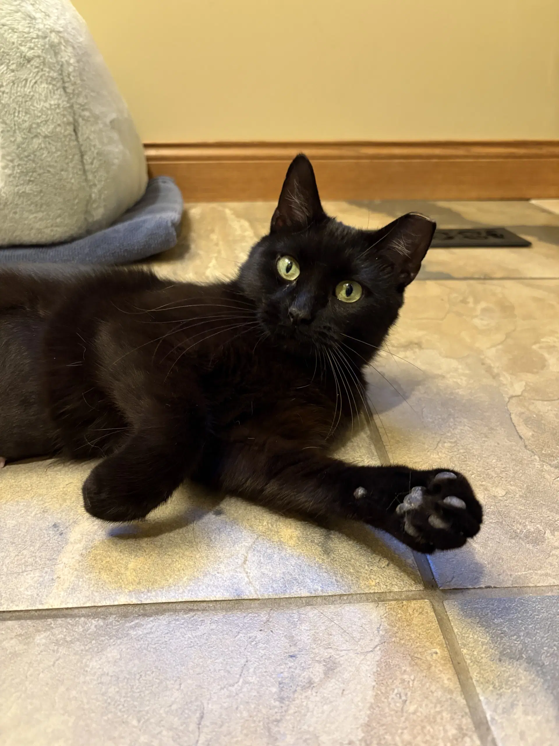 Stella - Domestic Short Hair