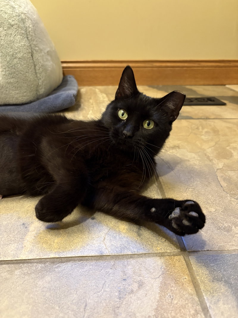 Stella, an adult female cat up for adoption
