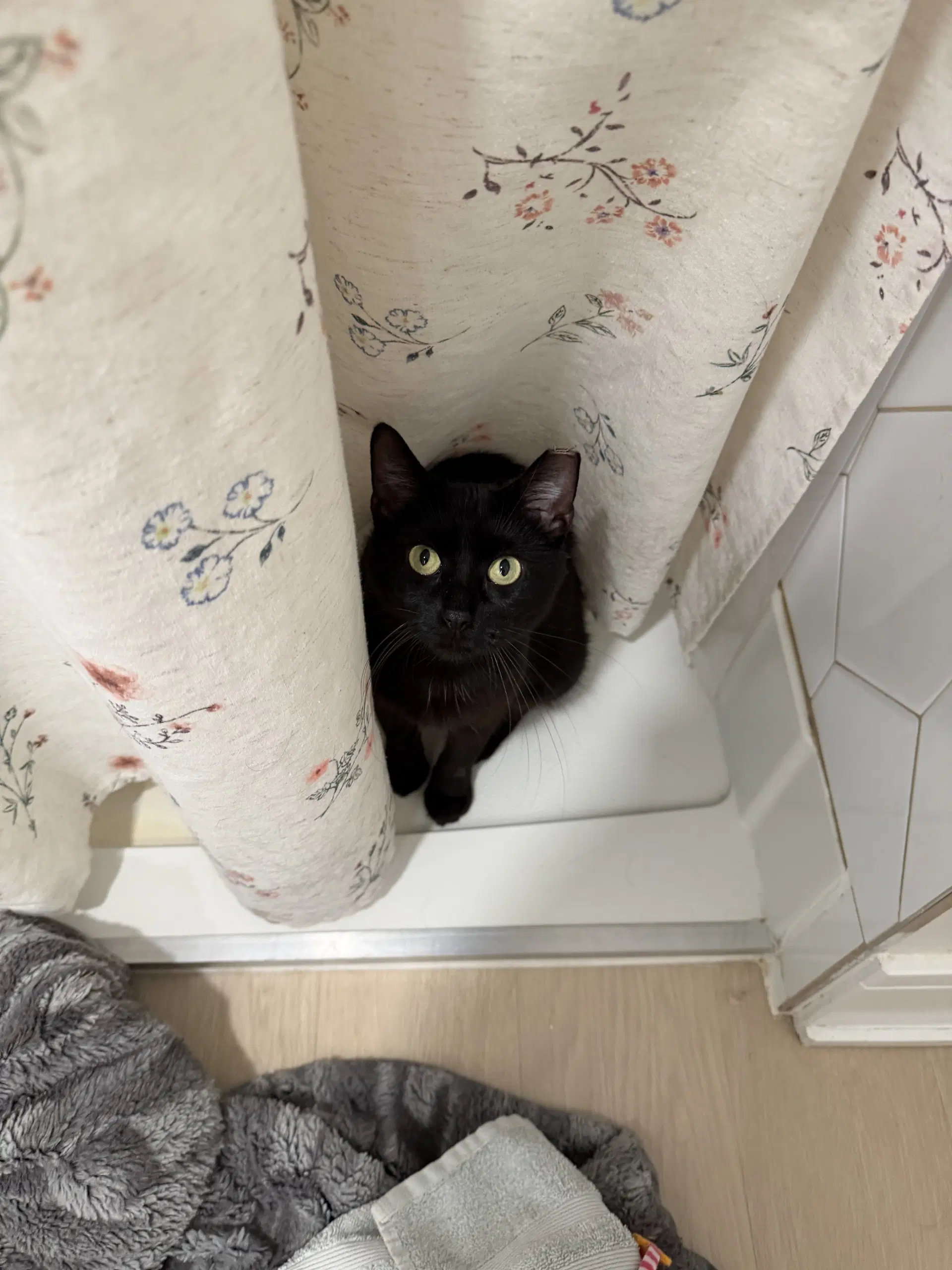 Stella image 3