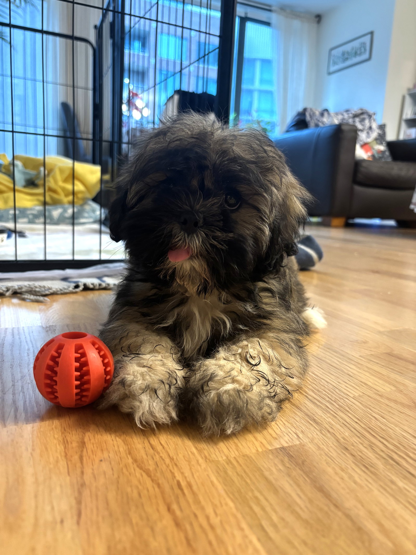 Cowboy, Lhasa Apso