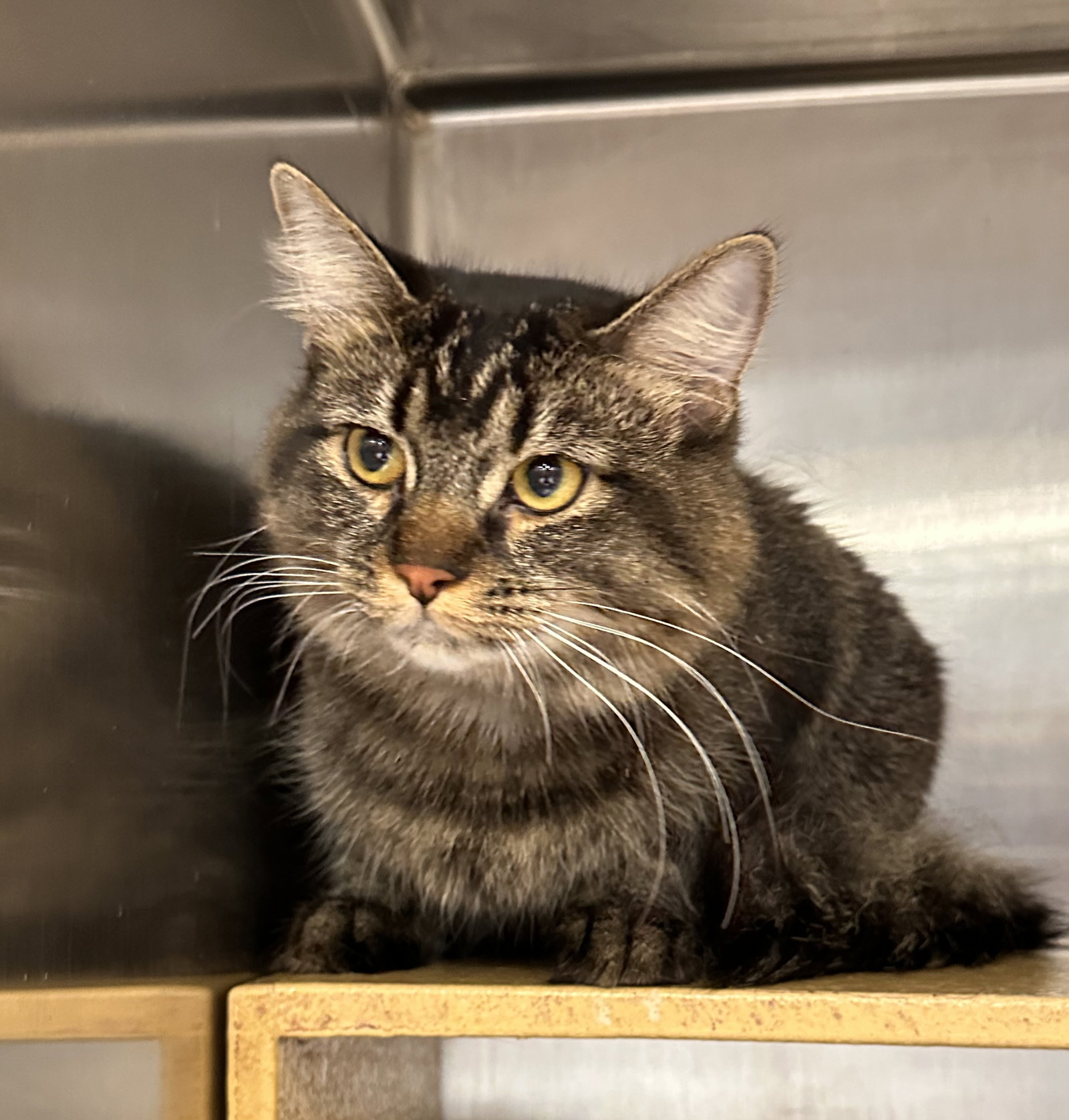 Mitzi  Domestic Medium Hair (medium coat) Female