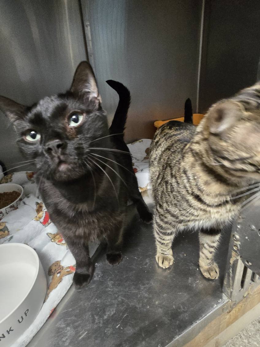 Odin & Loki (*bonded pair)  Domestic Short Hair / Bengal / Mixed (short coat) Male