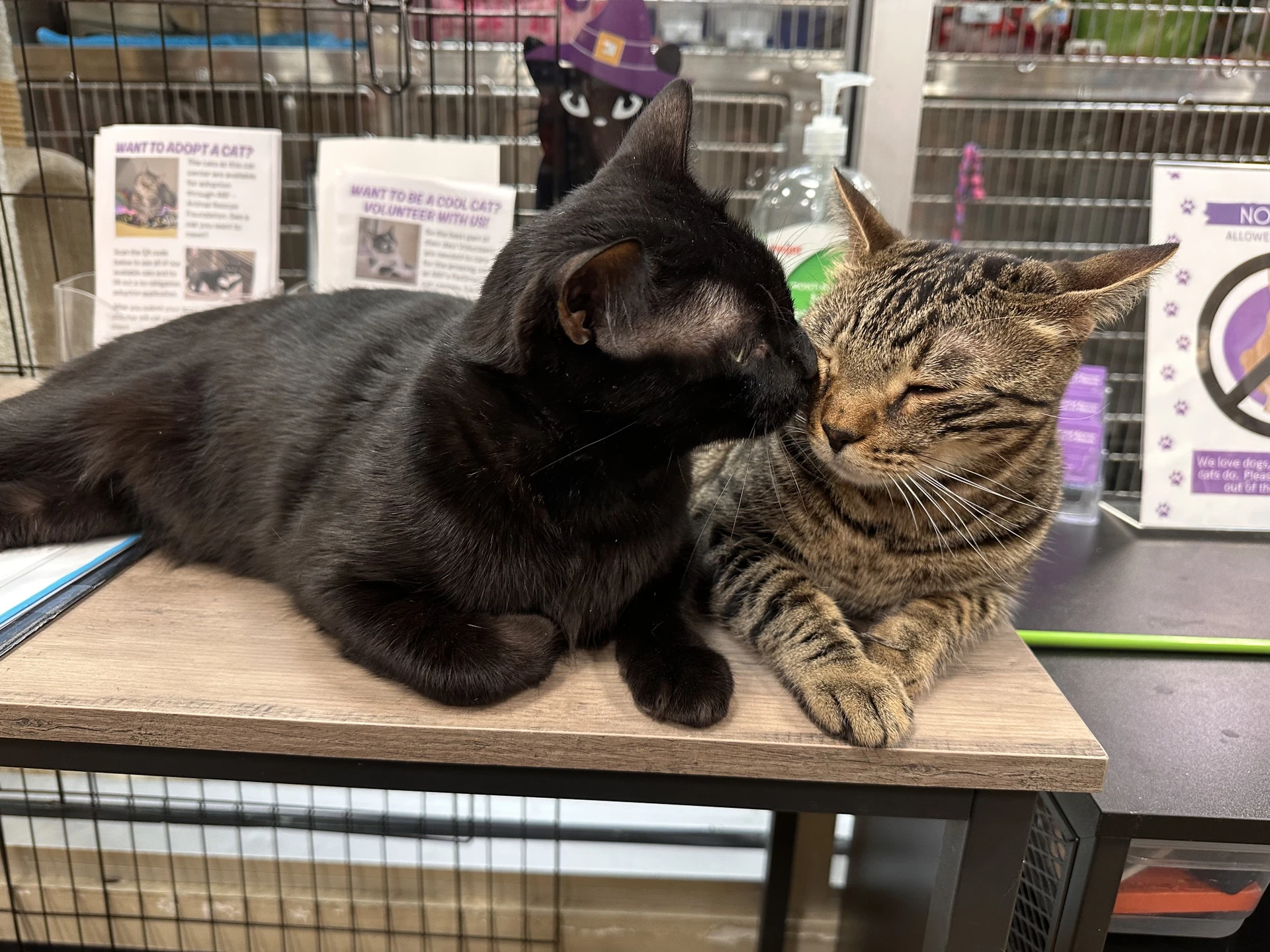 Odin  Loki Bonded Pair