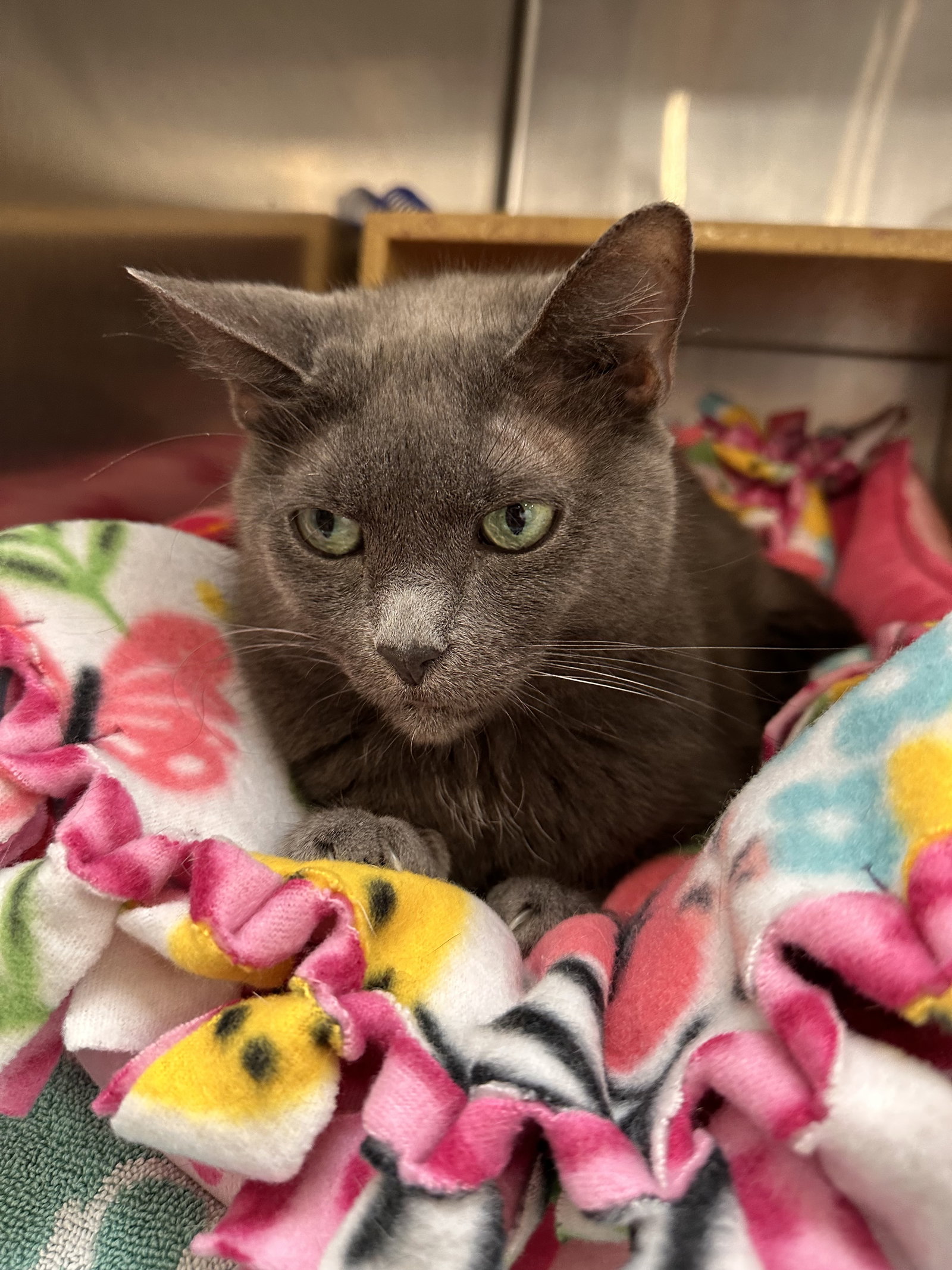 Lotus  Domestic Short Hair (short coat) Female