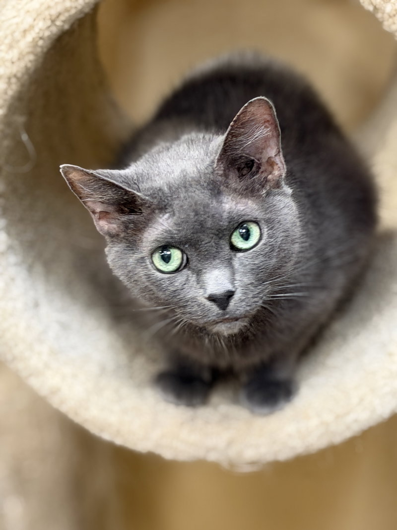 Lotus, a senior female cat up for adoption