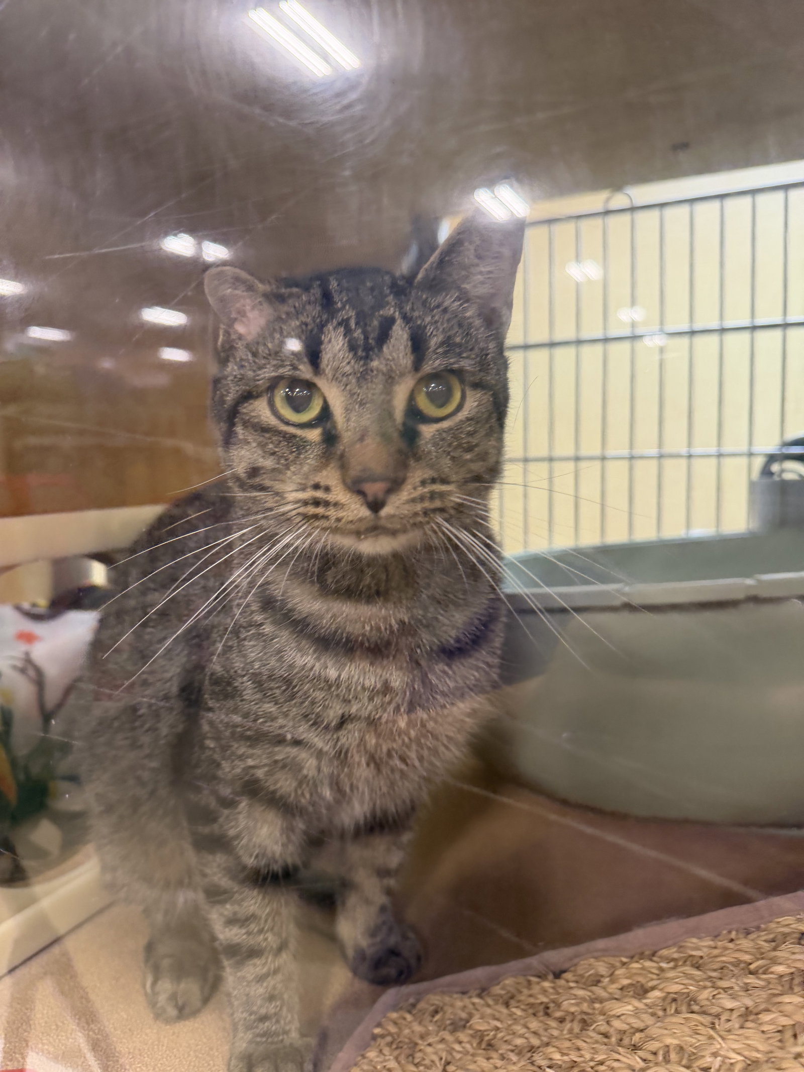 Craig  Domestic Short Hair (short coat) Male