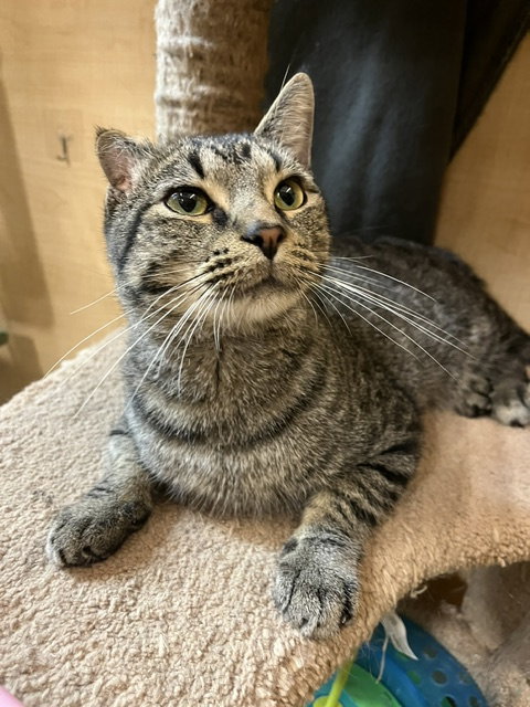 Craig  Domestic Short Hair (short coat) Male