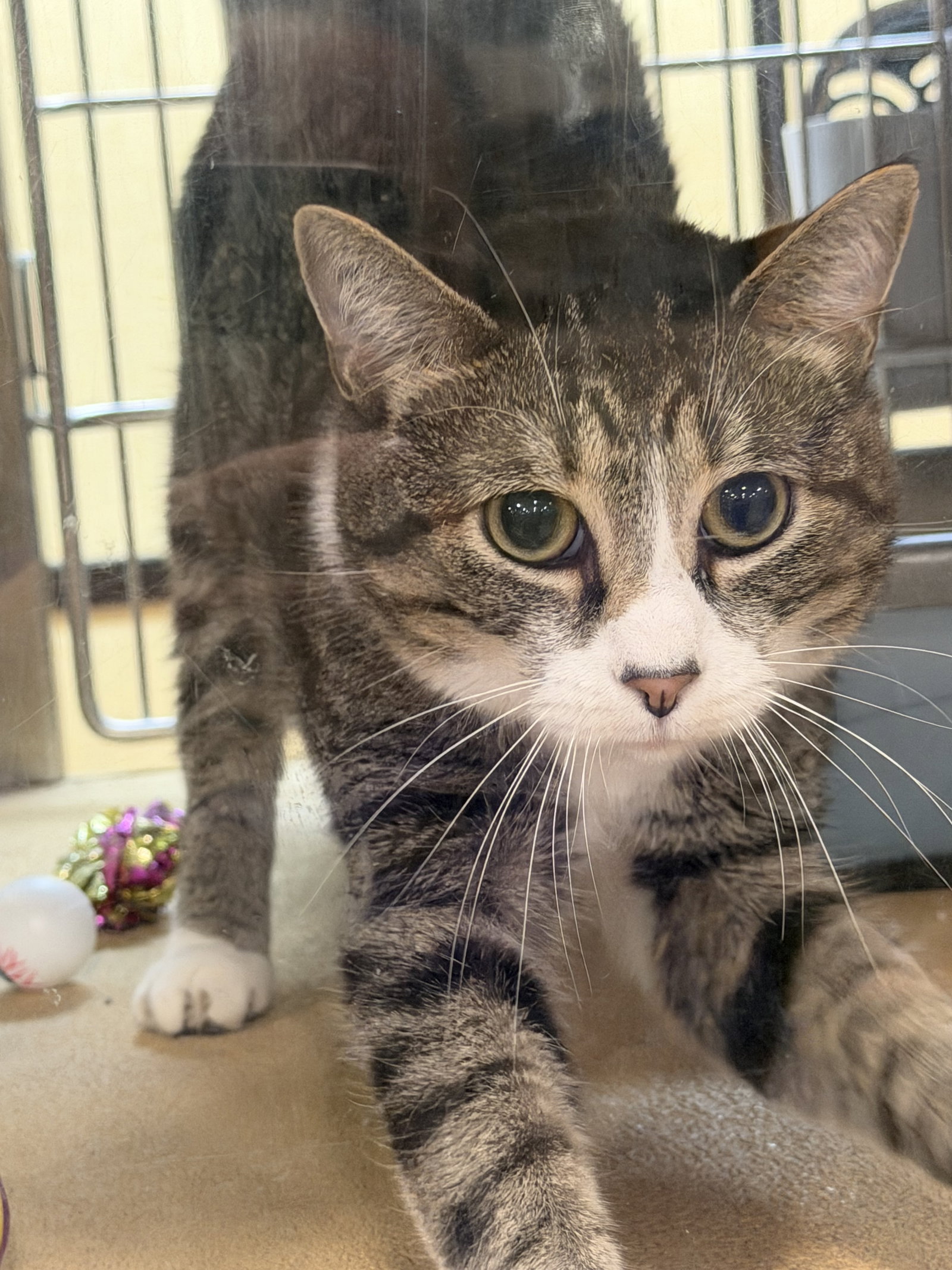 Shake & Bake  Domestic Short Hair (short coat) Female