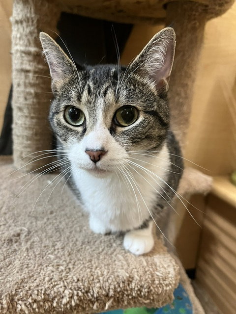 Shake & Bake, a cat for adoption from Animal Rescue Foundation (ARF-IL)