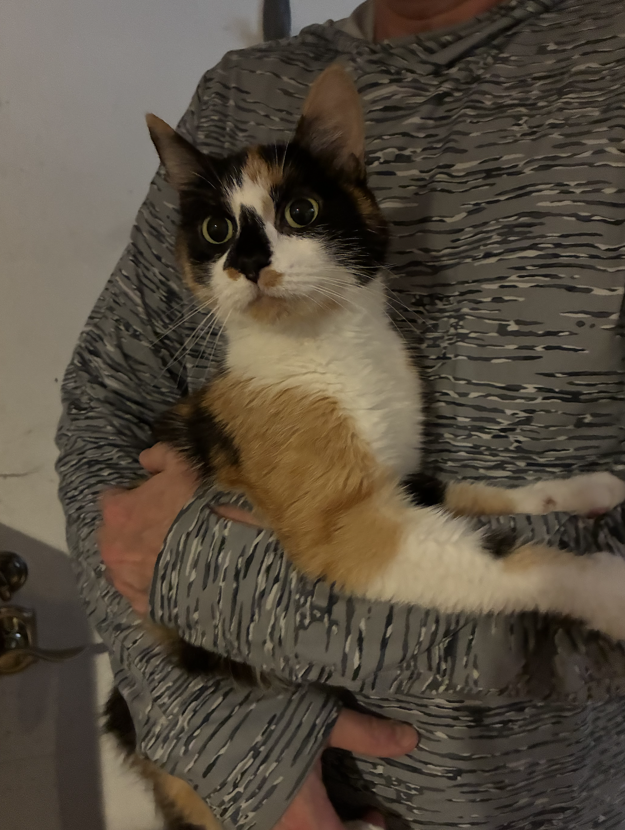 Leddy  Domestic Short Hair (short coat) Female