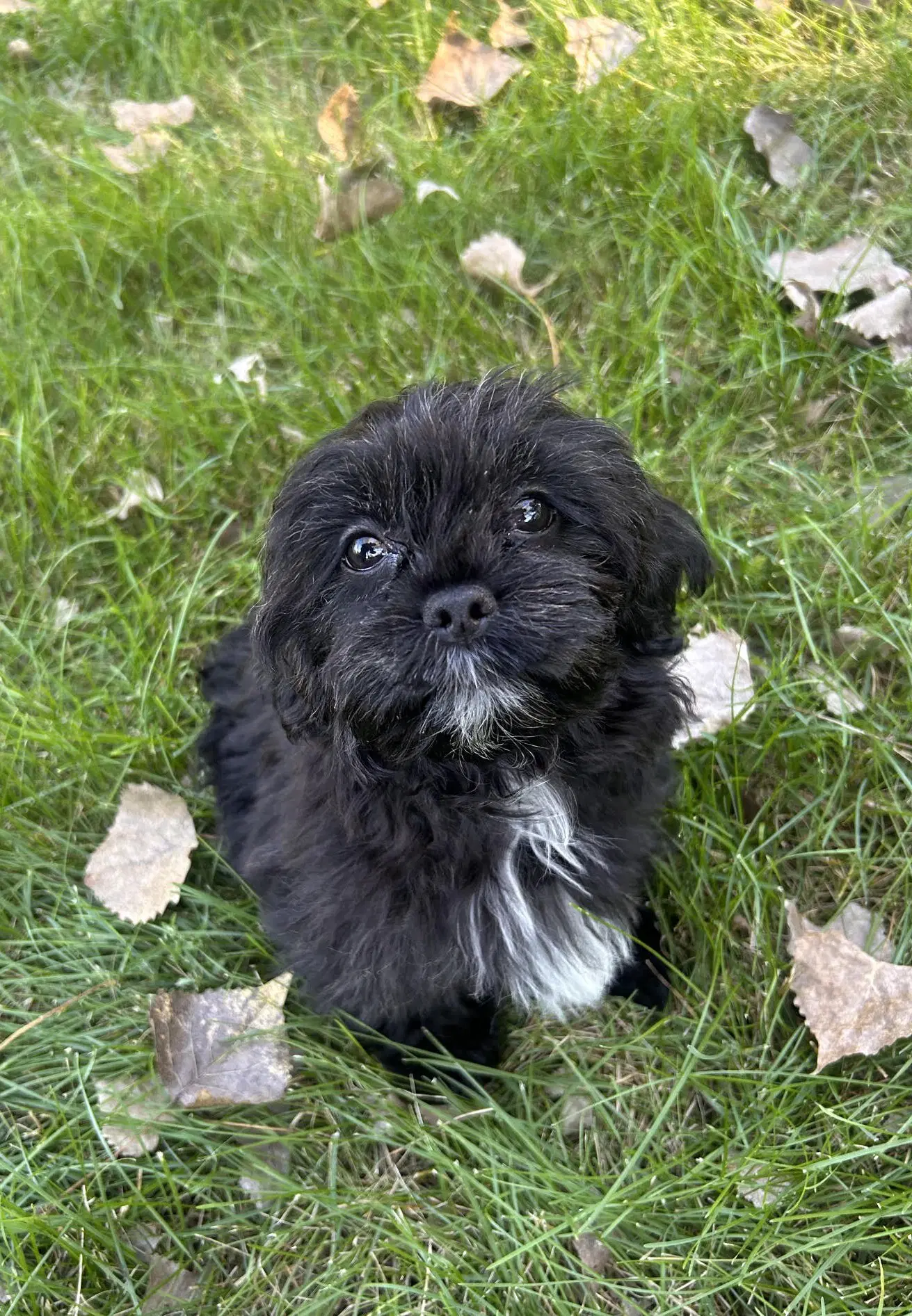 Potato - Lhasa Apso