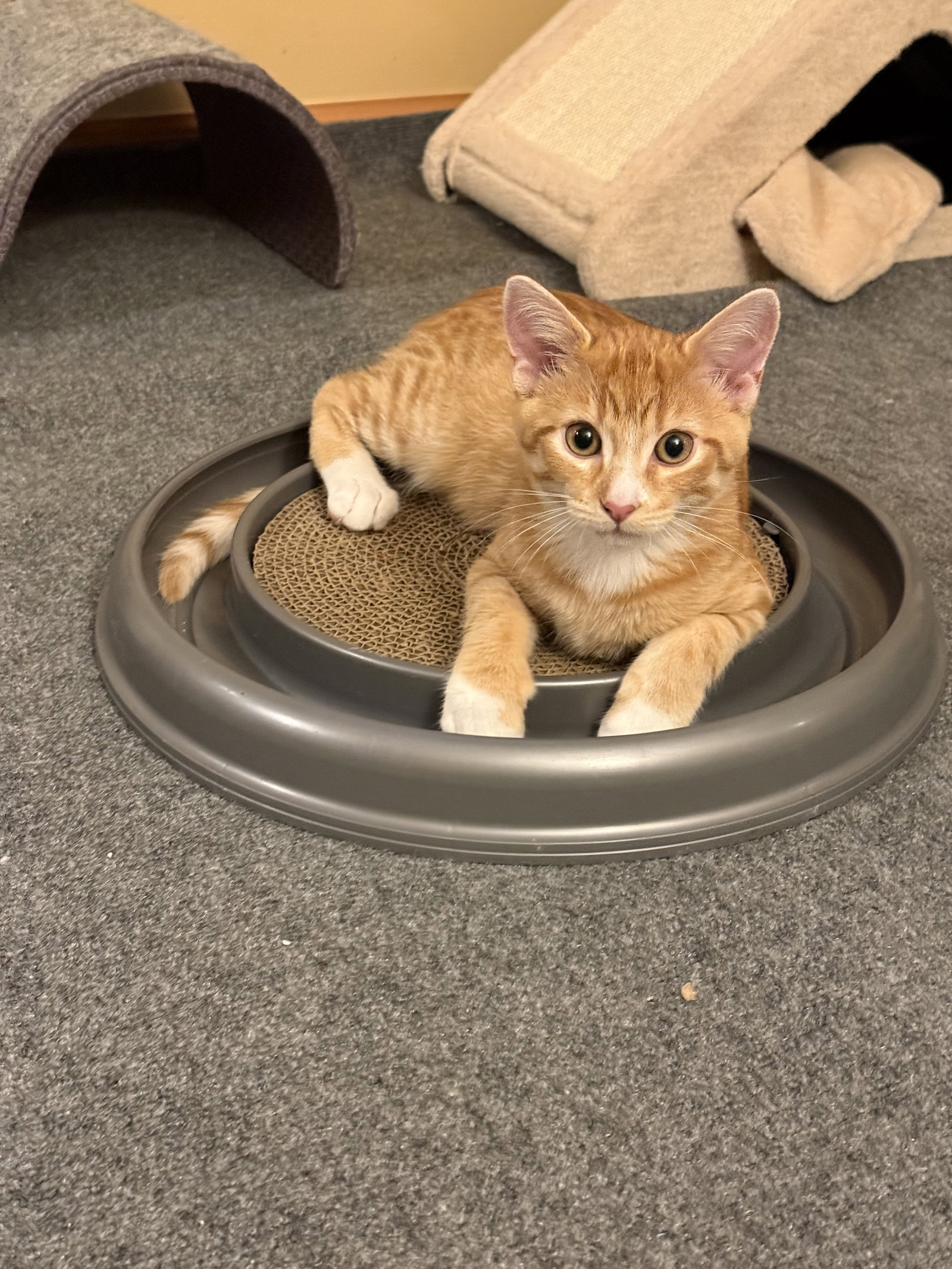 Ziggy  Domestic Short Hair (short coat) Male