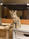 Ethel — Wheaton, IL Adoption