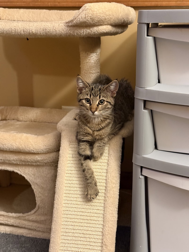 Alice, a female kitten up for adoption