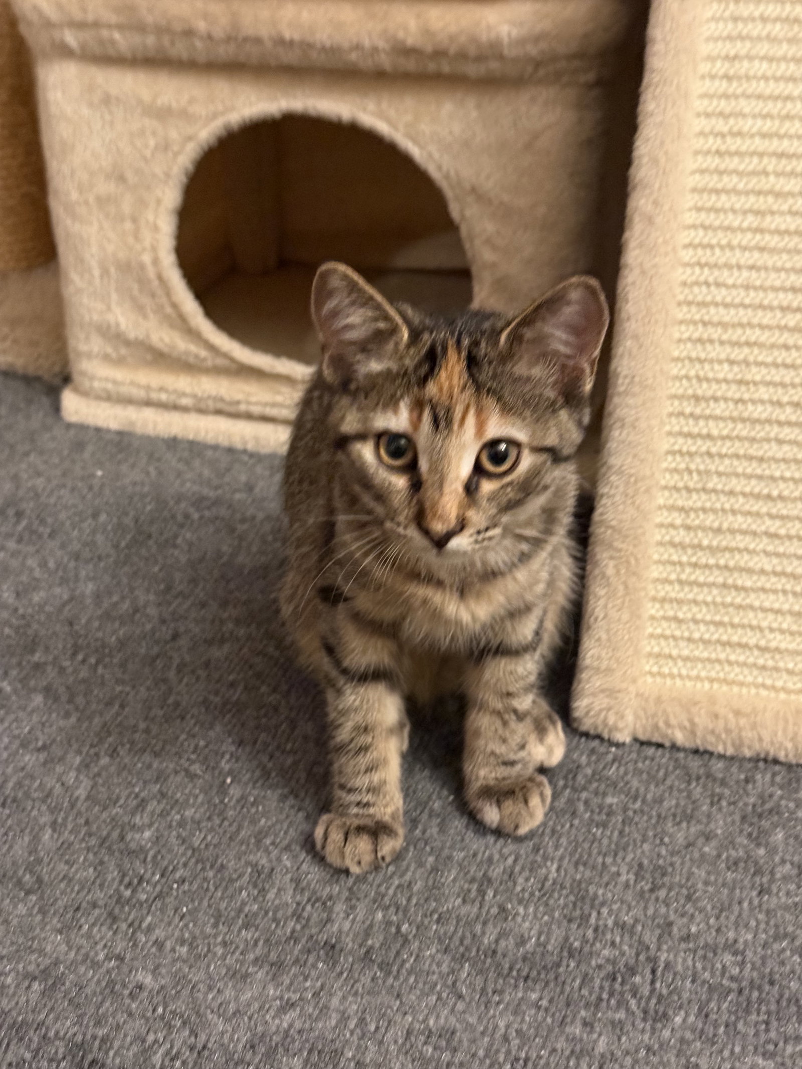 Lexi  Domestic Short Hair (short coat) Female