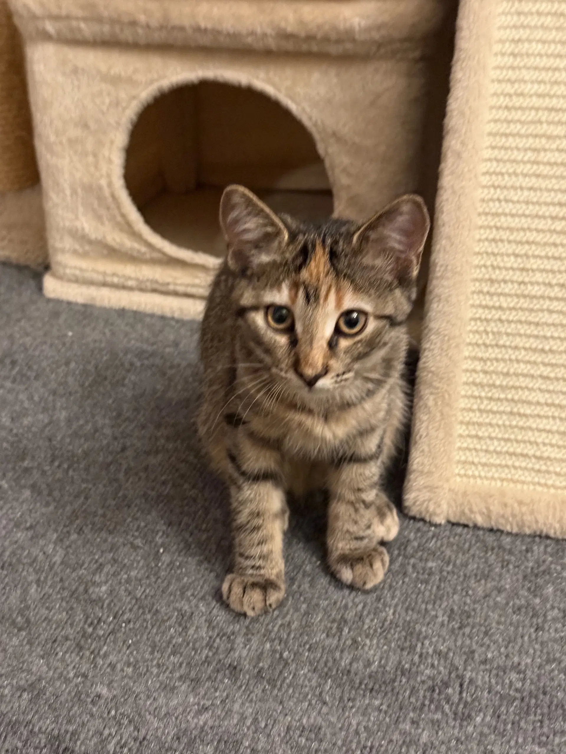 Lexi - Domestic Short Hair