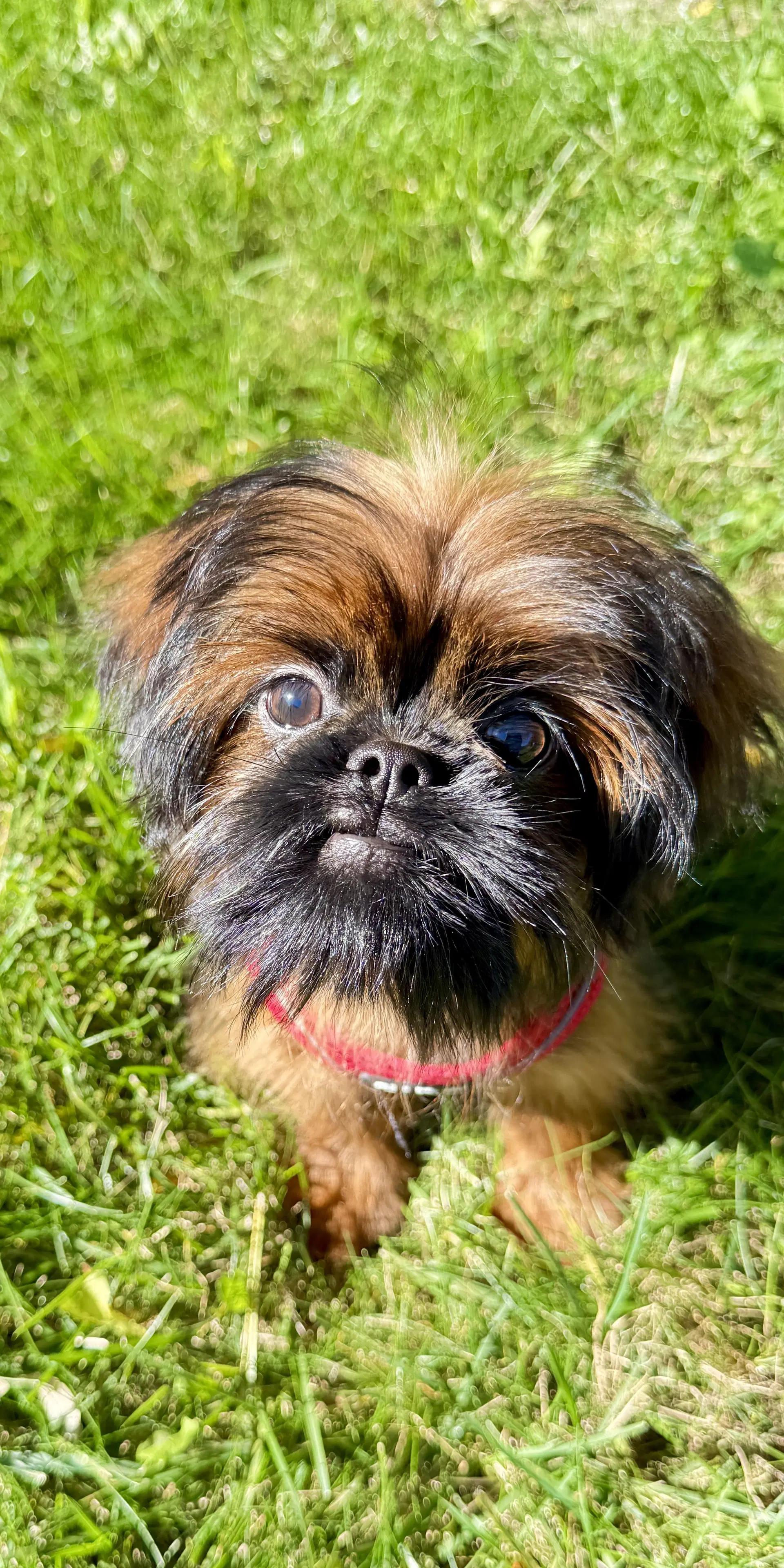 Cookie The Shiffon image 2