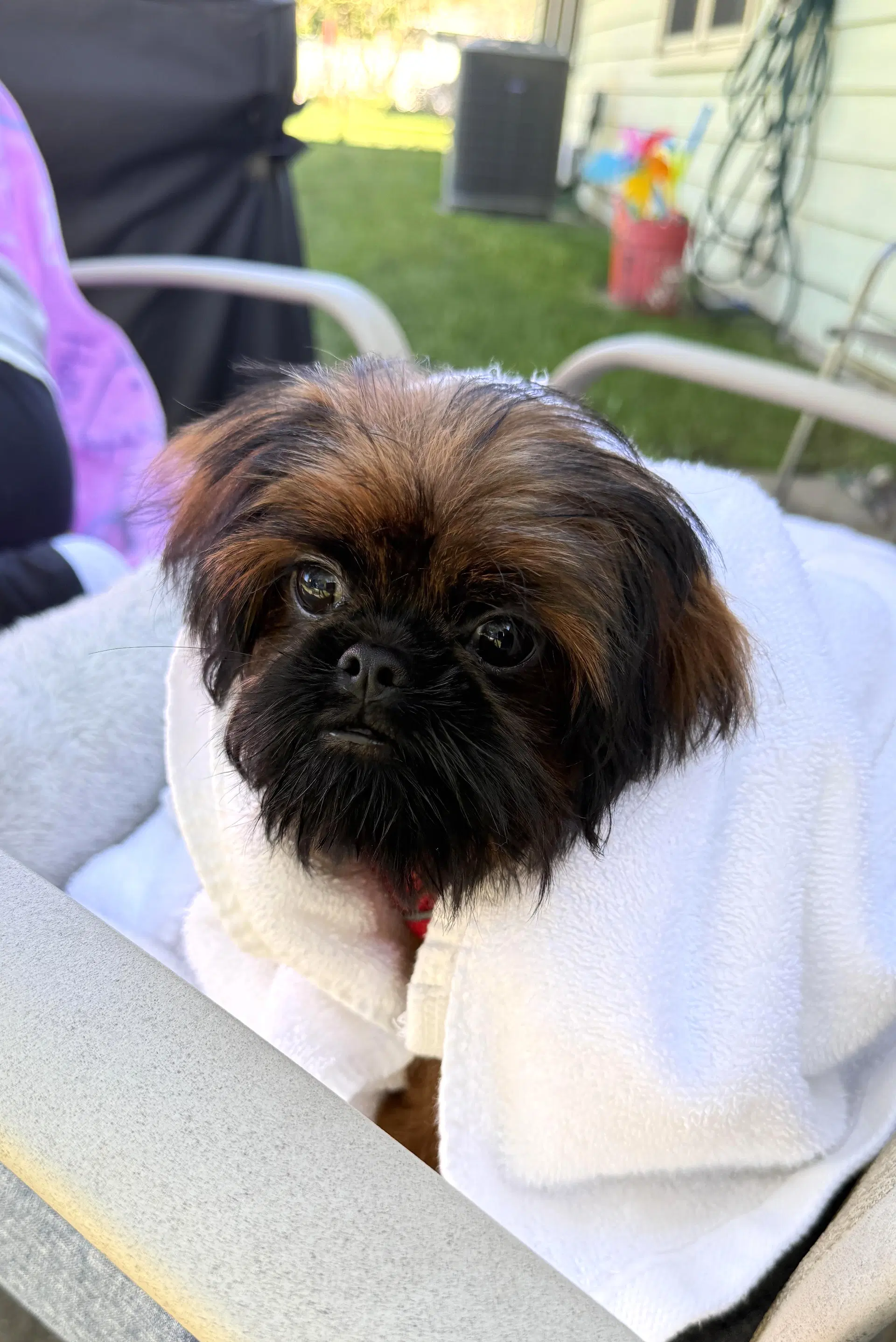 Cookie The Shiffon - Shih Tzu