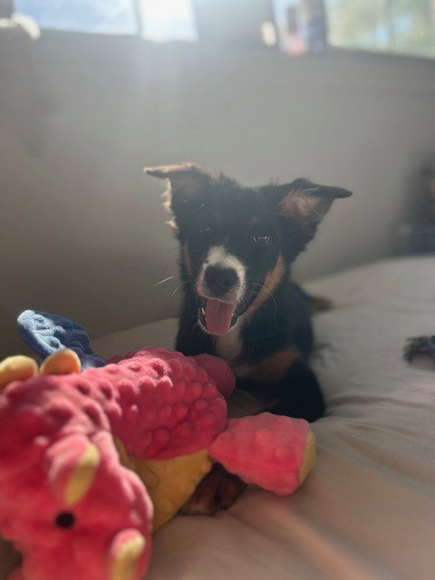 Binx, a dog for adoption from Animal Rescue Foundation (ARF-IL)