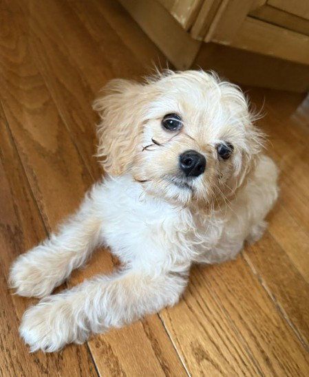 Miley, Cavalier King Charles Spaniel