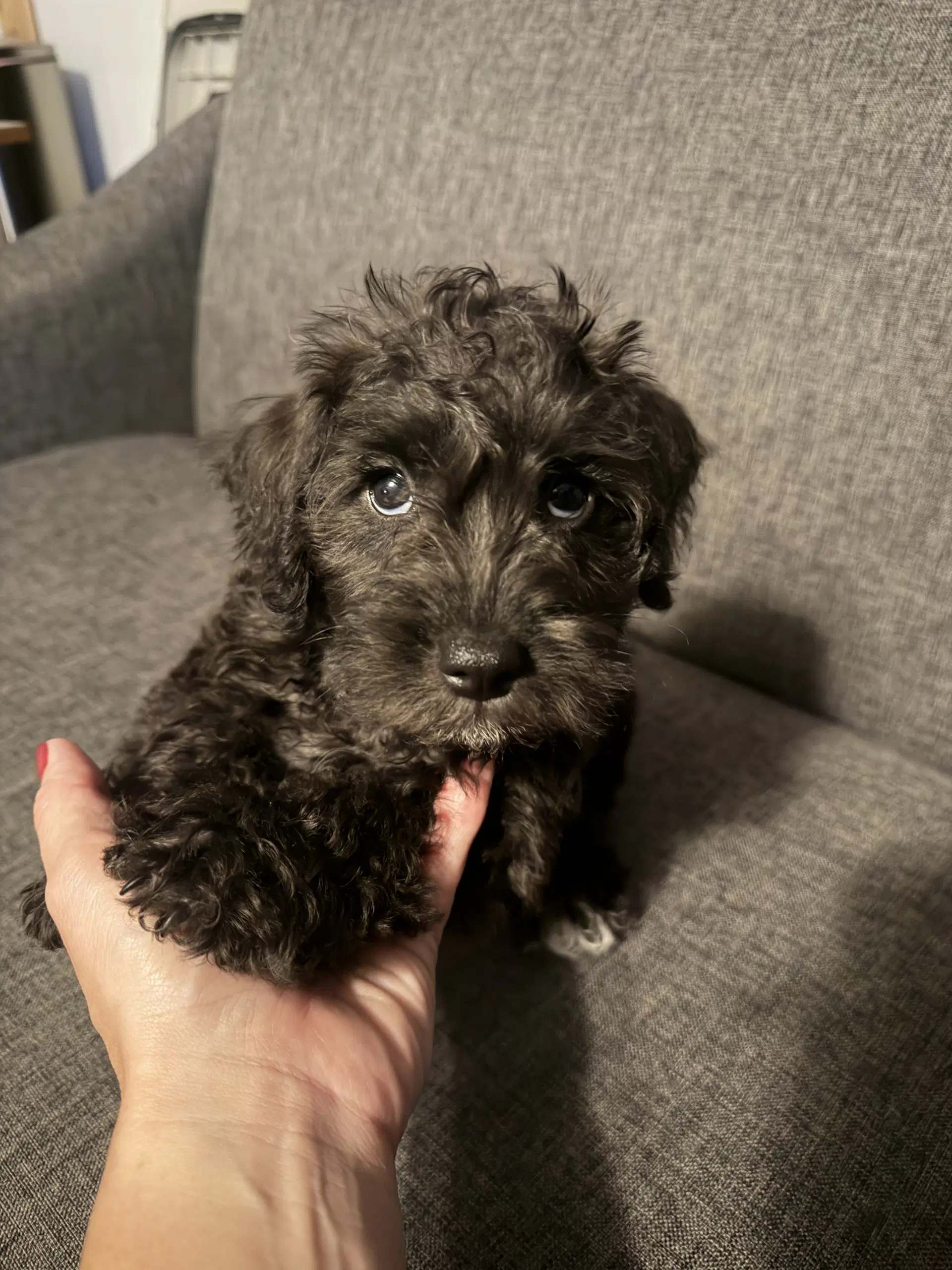 Frodo - Schnauzer