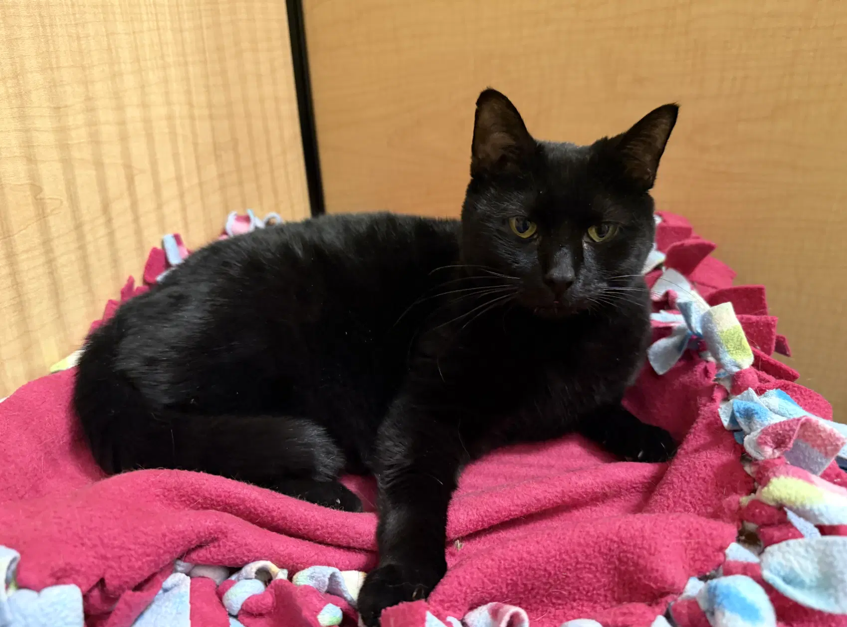 Violet - Domestic Short Hair