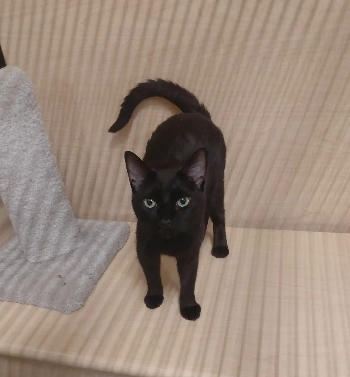 Darkness - Domestic Short Hair