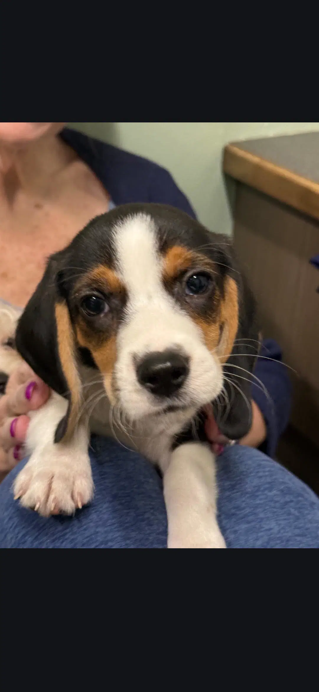 Herbie - Beagle