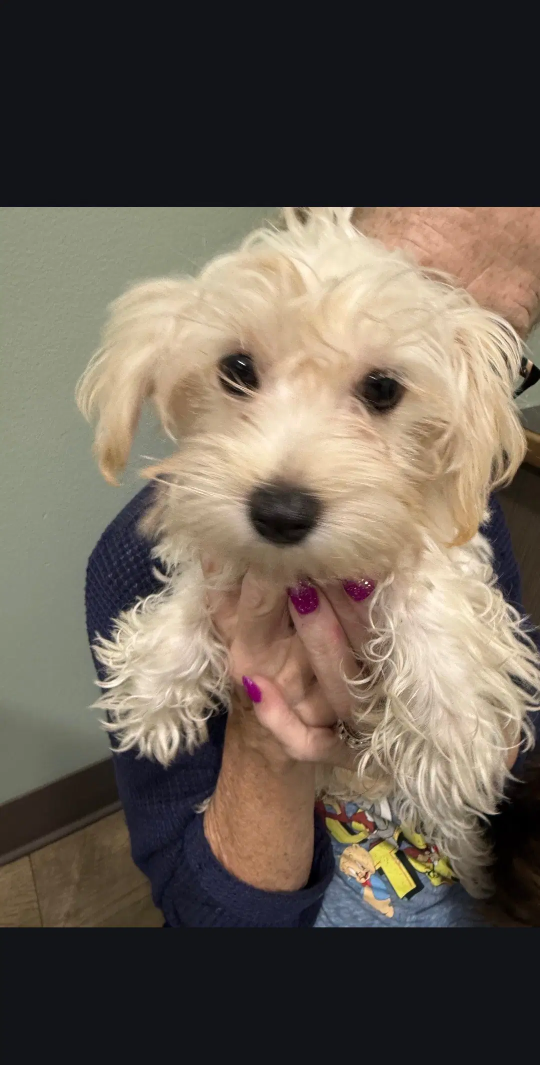 Carmen - Maltese