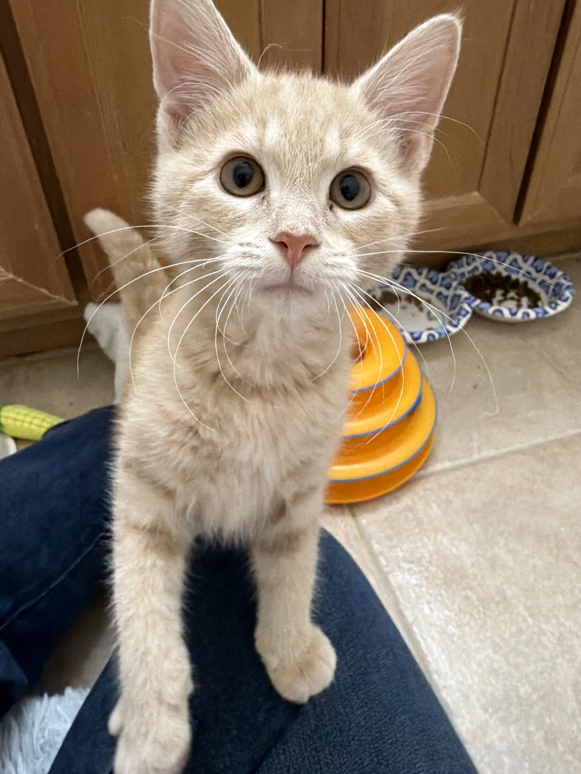 Kernel - Domestic Short Hair