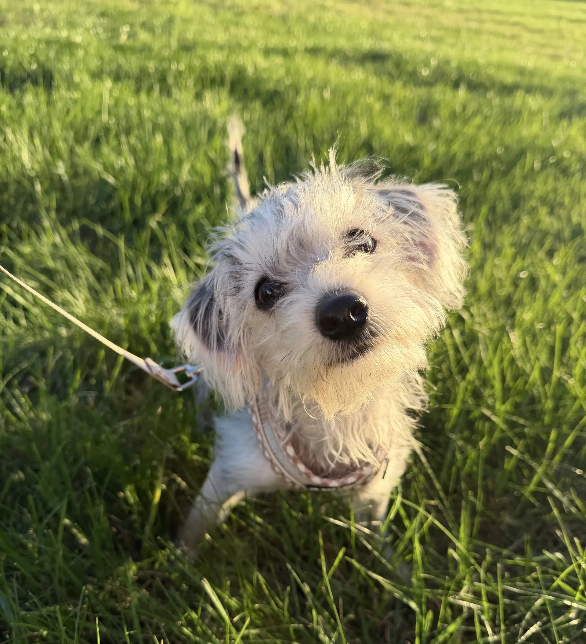 Alfie - Maltese