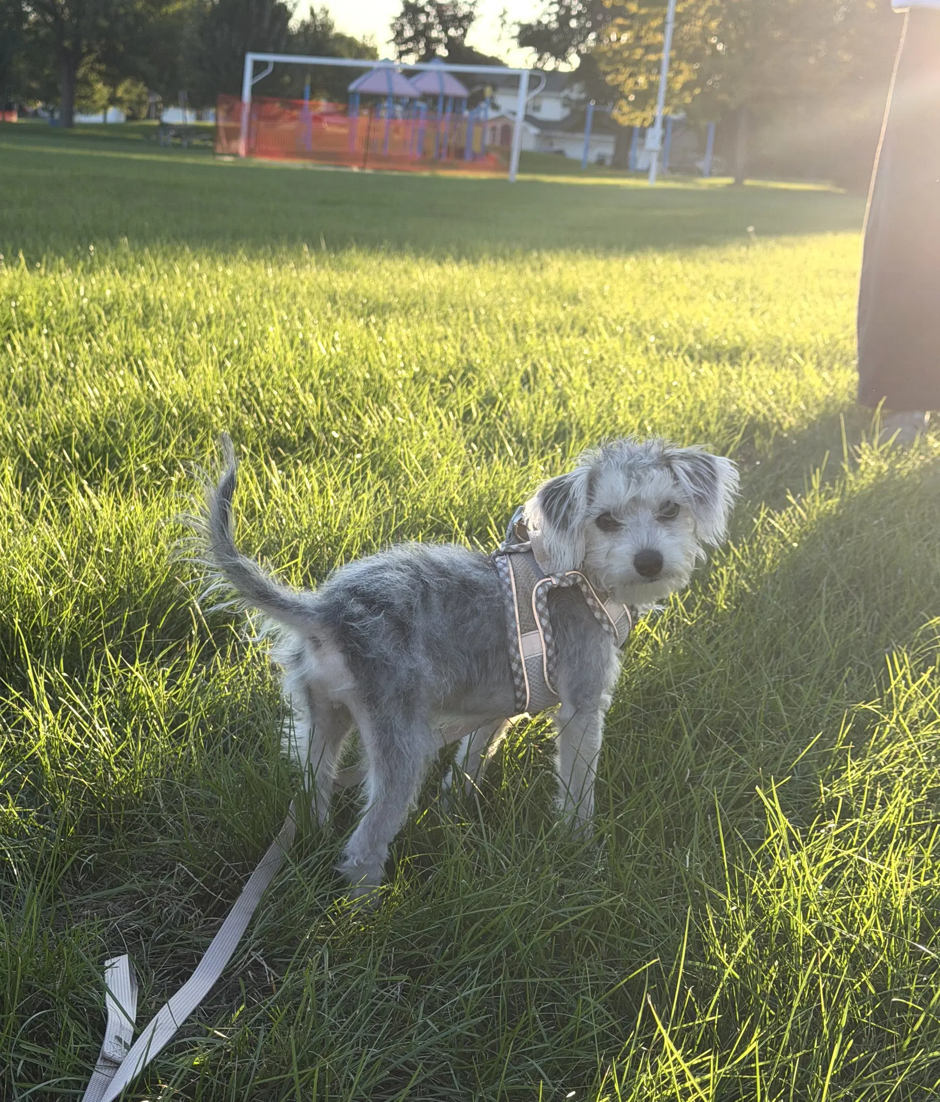 Alfie image 2