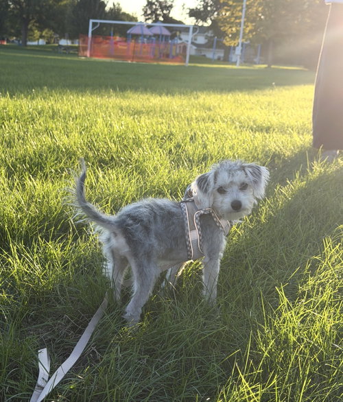 Photo 2 of Alfie