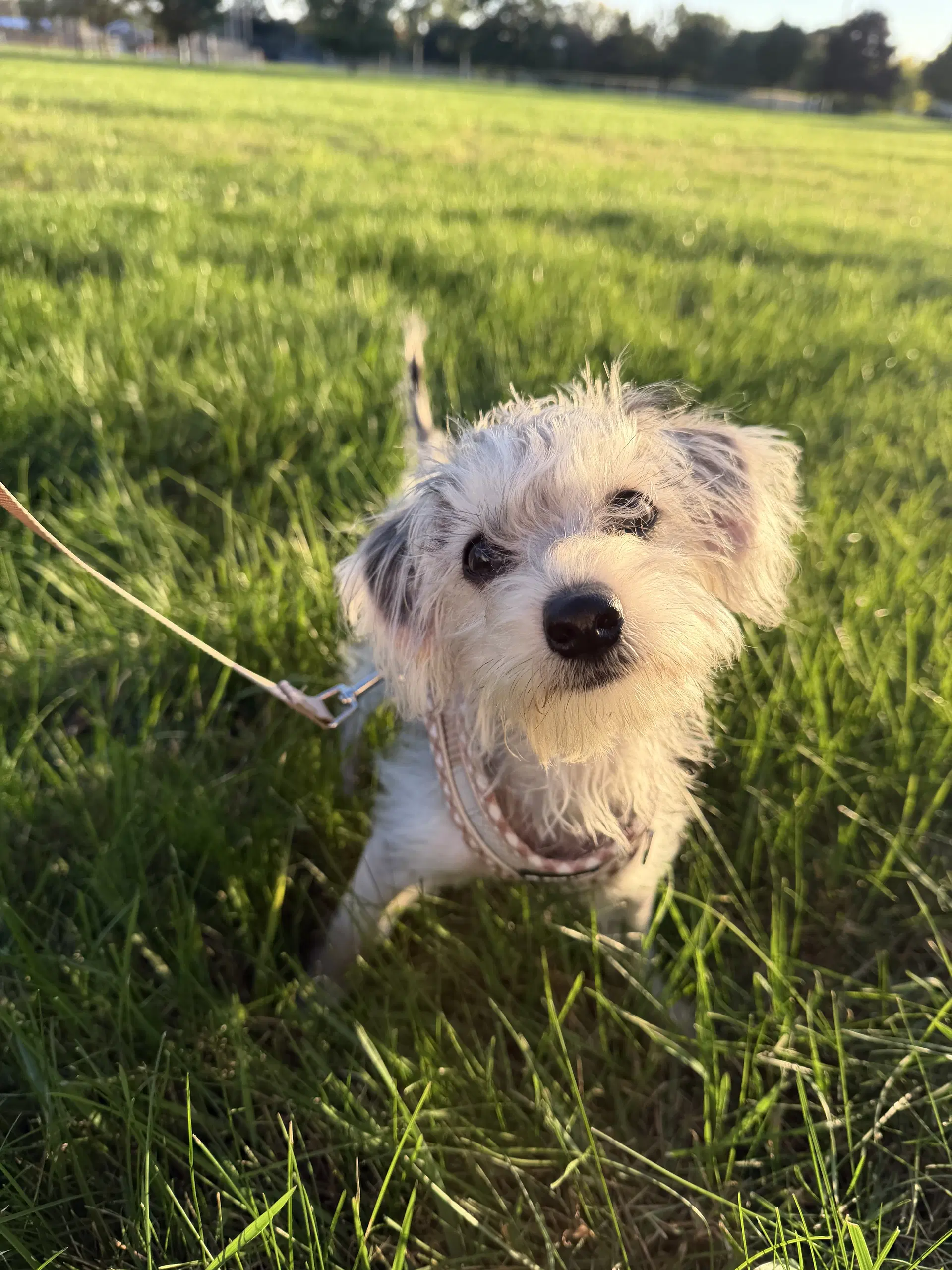 Alfie image 3